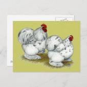 コーチン：スプラッシュバンタム ポストカード (正面/裏面)