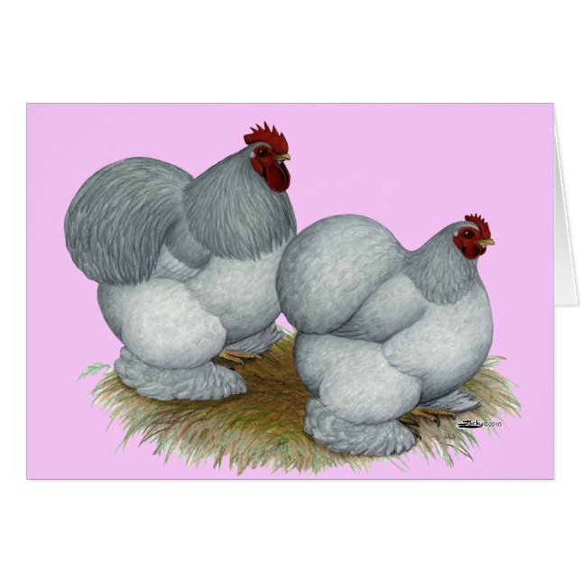 コーチン：セルフブルー (正面横)