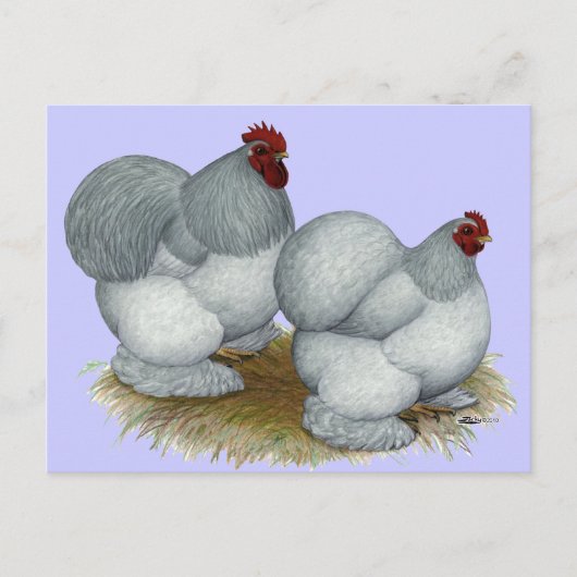 コーチン:セルフブルー ポストカード (正面)