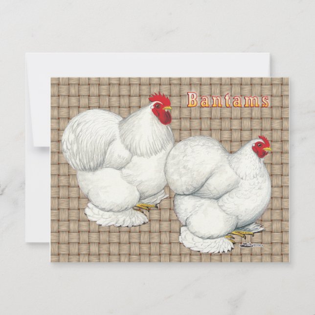 コーチン：白いバンタム (正面)