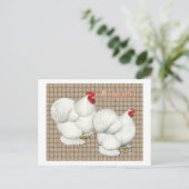 コーチン:白いバンタム ポストカード (スタンド正面)