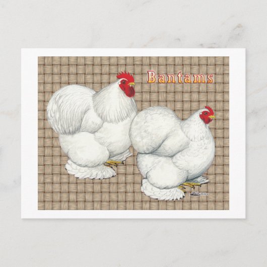 コーチン:白いバンタム ポストカード (正面)