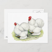 コーチン:白いバンタム ポストカード (正面/裏面)