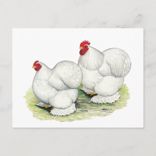 コーチン:白いバンタム ポストカード (正面)