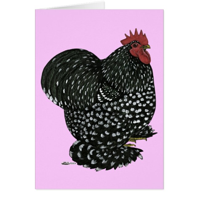 コーチン：黒い毛根 (正面)