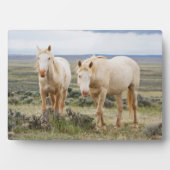 コーディのプリアールで暴れ回る野馬 フォトプラーク (正面)