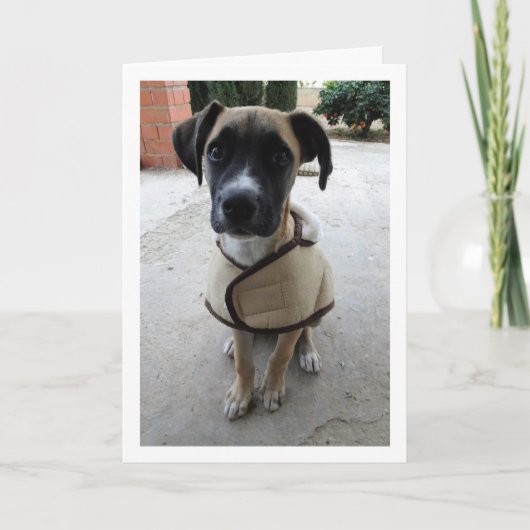 コートを着た子犬 カード (正面)