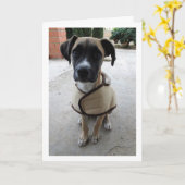 コートを着た子犬 カード (黄色い花)