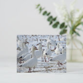 コーナ素晴らしンフィールドのスノーゲーゼ(冬) ポストカード (スタンド正面)