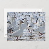 コーナ素晴らしンフィールドのスノーゲーゼ(冬) ポストカード (正面/裏面)