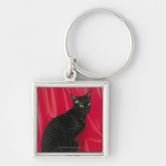 コーニッシュのレックス猫 キーホルダー (正面)