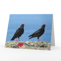 コーニッシュ・チョウ（カラス科）　Pyrrhocorax pyrrhocorax