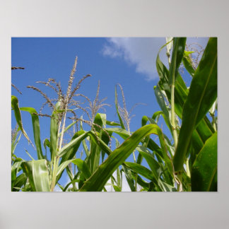 コーニースカイ ポスター