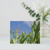 コーニー葉書1枚！ ポストカード (スタンド正面)