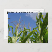 コーニー葉書1枚！ ポストカード (正面/裏面)