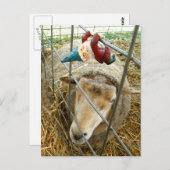 コーネリアスとヒツジ ポストカード (正面/裏面)