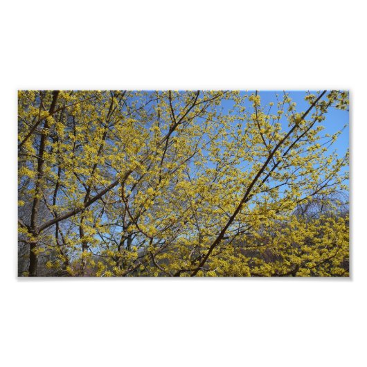 コーネリアンさくらんぼドッグウッド&ブルースカイフローラ フォトプリント (正面)