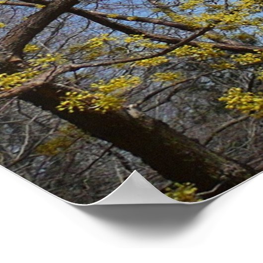 コーネリアンさくらんぼドッグウッド&ブルースカイフローラ ポスター (角)