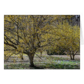 コーネリアンさくらんぼハナミズキと雪の栄光 (正面横)