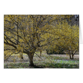 コーネリアンさくらんぼハナミズキと雪の栄光