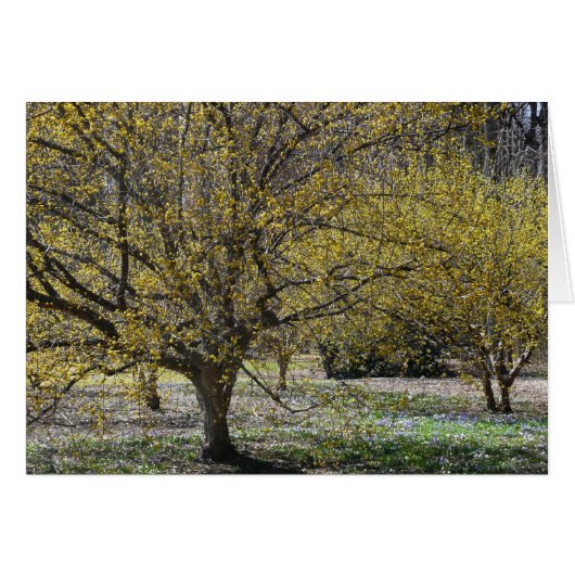 コーネリアンさくらんぼハナミズキと雪の栄光 (正面横)