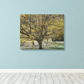 コーネリアンさくらんぼハナミズキと雪の栄光 キャンバスプリント (インサイチュ (ウッドフロア))