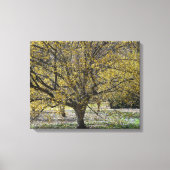 コーネリアンさくらんぼハナミズキと雪の栄光 キャンバスプリント (正面)