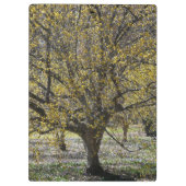 コーネリアンさくらんぼハナミズキと雪の栄光 クリップボード (裏面)