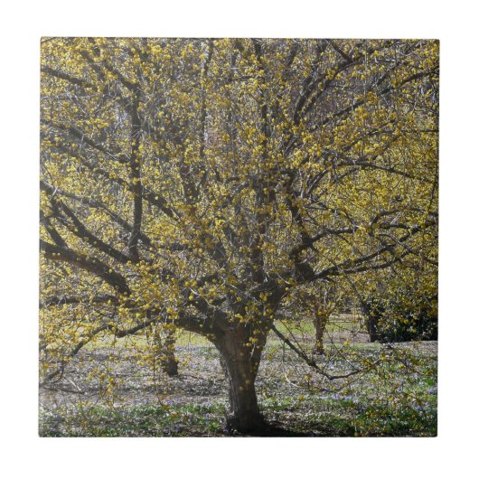 コーネリアンさくらんぼハナミズキと雪の栄光 タイル (正面)