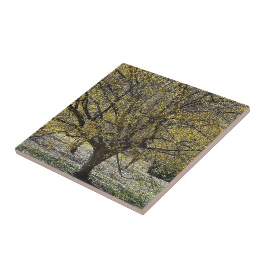 コーネリアンさくらんぼハナミズキと雪の栄光 タイル (側面)