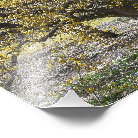 コーネリアンさくらんぼハナミズキと雪の栄光 フォトプリント            (角)