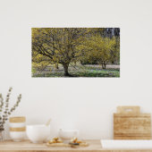 コーネリアンさくらんぼハナミズキと雪の栄光 ポスター (キッチン)