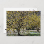 コーネリアンさくらんぼハナミズキと雪の栄光 ポストカード (正面/裏面)