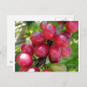 コーヒーさくらんぼ ポストカード (正面/裏面)