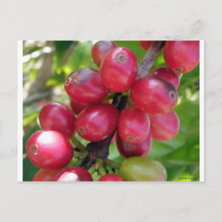 コーヒーさくらんぼ ポストカード