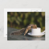 コーヒーカップから飲むリス（インドにて） ポストカード (正面/裏面)