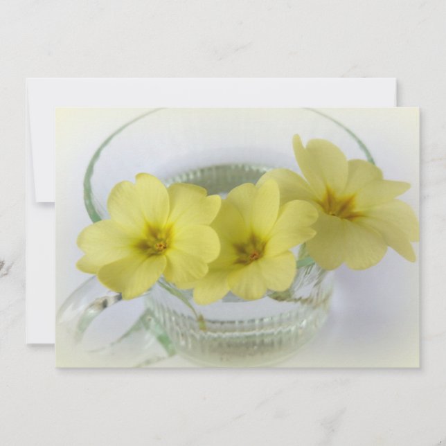 コーヒーカップに入ったプリムローズ (正面)