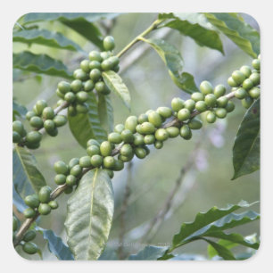 コーヒーノキは顕花植物の大きい属です スクエアシール