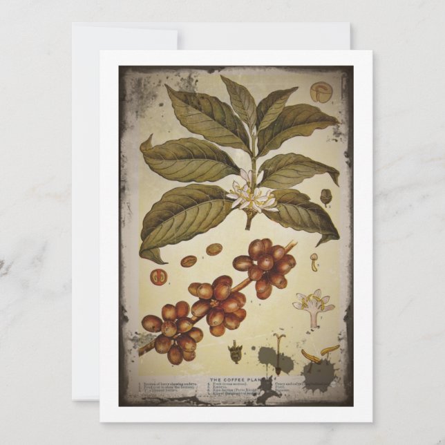 コーヒープラントの植物性スケッチ (正面)