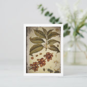 コーヒープラントの植物性スケッチ ポストカード (スタンド正面)