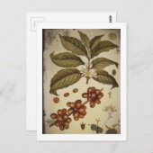 コーヒープラントの植物性スケッチ ポストカード (正面/裏面)