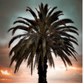 コーヒーマグ私の人生の最高のパームの木と夕日を生きる マグカップ