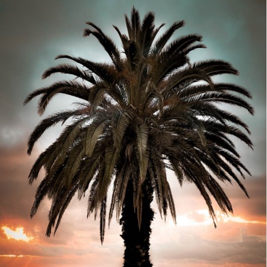 コーヒーマグ私の人生の最高のパームの木と夕日を生きる マグカップ