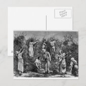 コーヒー収穫 ポストカード (正面/裏面)