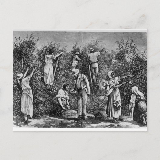 コーヒー収穫 ポストカード (正面)