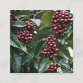 コーヒー好きのコーヒーツリー。 スクエア名刺 (正面)