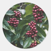 コーヒー好きのコーヒーツリー。 ラウンドシール (正面)