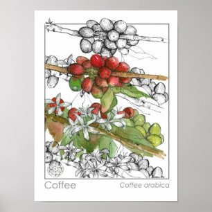 コーヒー豆植物枝ハーブイラストレーション ポスター