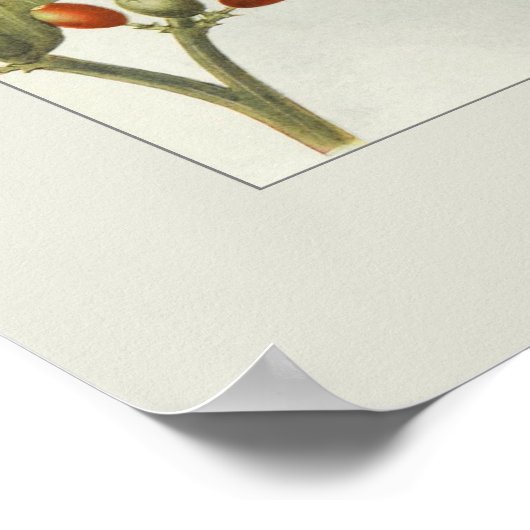 コーヒー ポスター (角)