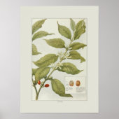 コーヒー ポスター (正面)